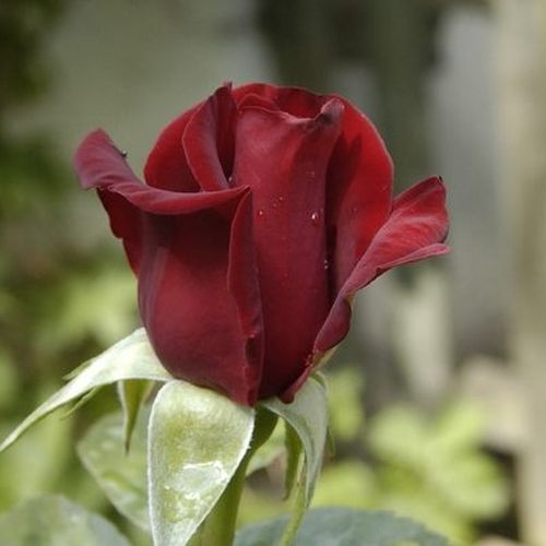 Rosa  Schwarze Madonna™ - czerwony  - Róże pienne - z kwiatami hybrydowo herbacianymi - korona równomiernie ukształtowana
